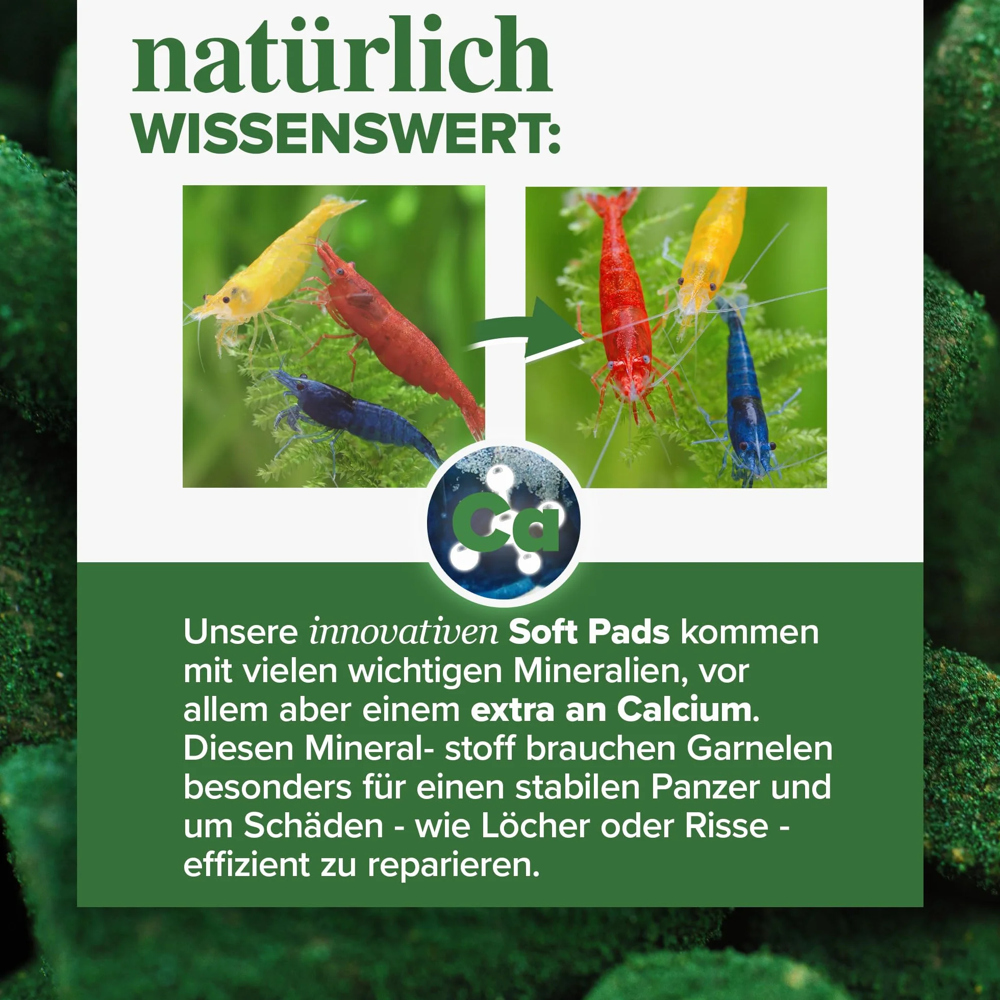 NatureHolic - Karma dla krewetek Mainfeed I pokarm dla krewetek w akwarium I Made in Germany I nie zawiera mączki rybnej I dla lepszego wzrostu i budowy zbiornika, 30 g