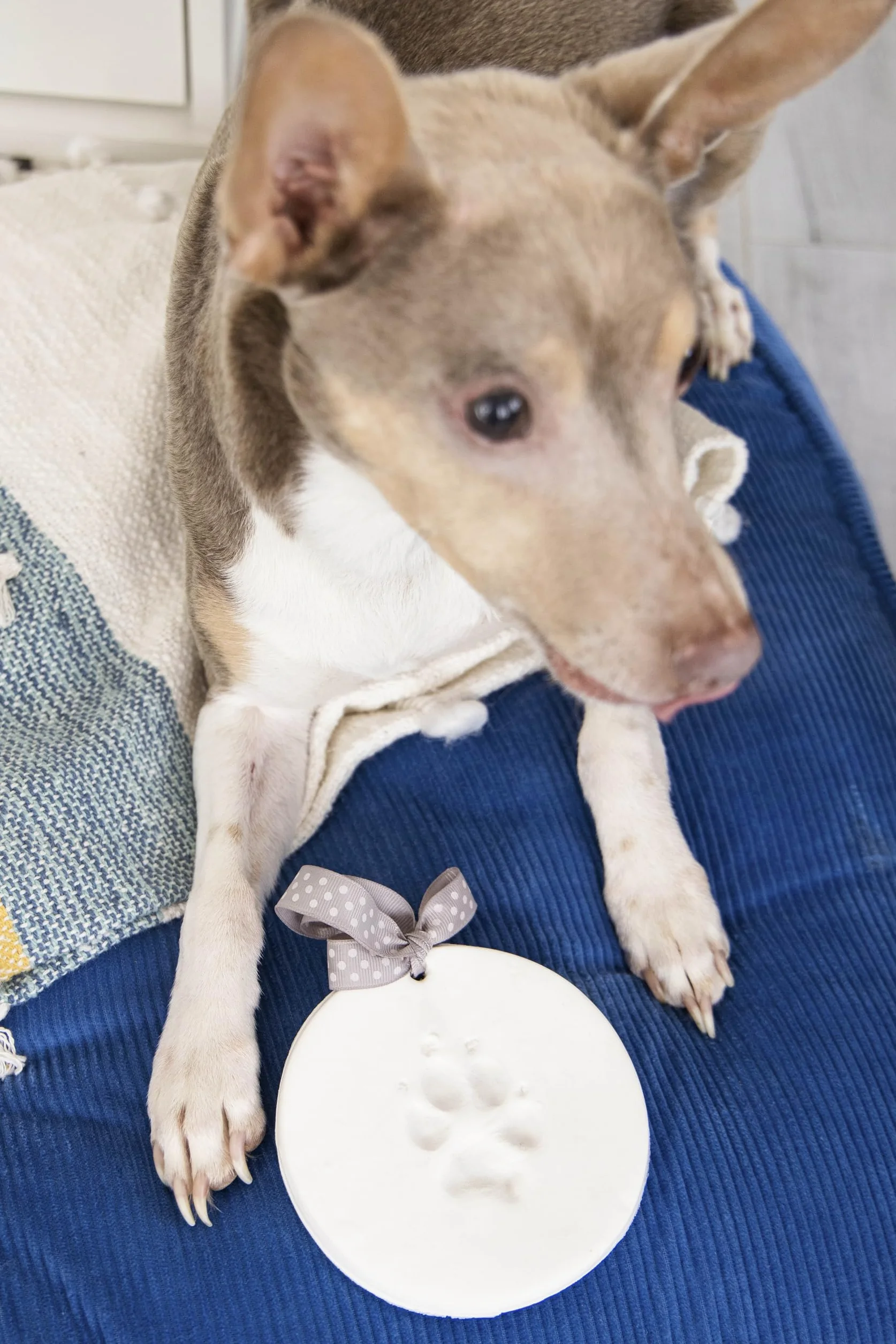 Pearhead Pet Paw Prints pies lub kot łapa nadruk pamiątka ozdoba, kreatywna pamiątka przez cały rok, doskonała dla każdego miłośnika zwierząt domowych lub właściciela zwierząt domowych
