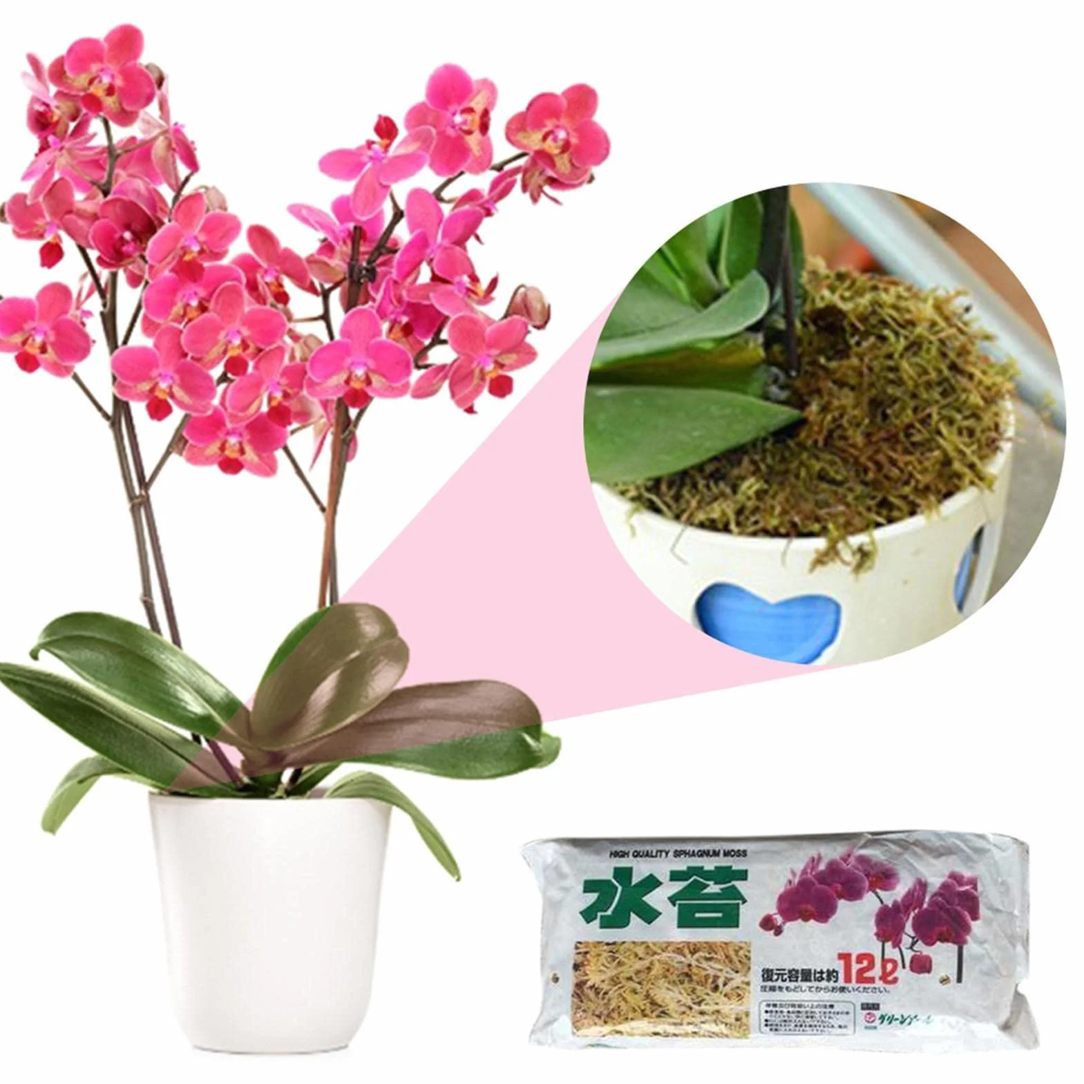 Naturalny mech torfowiec, suszony mech torfowiec - Naturalne storczyki Suszony torfowiec,Soczysty mech do przesadzania, dekoracja terrarium, kwiaty doniczkowe torfowiec do majsterkowania Eubeisaqi