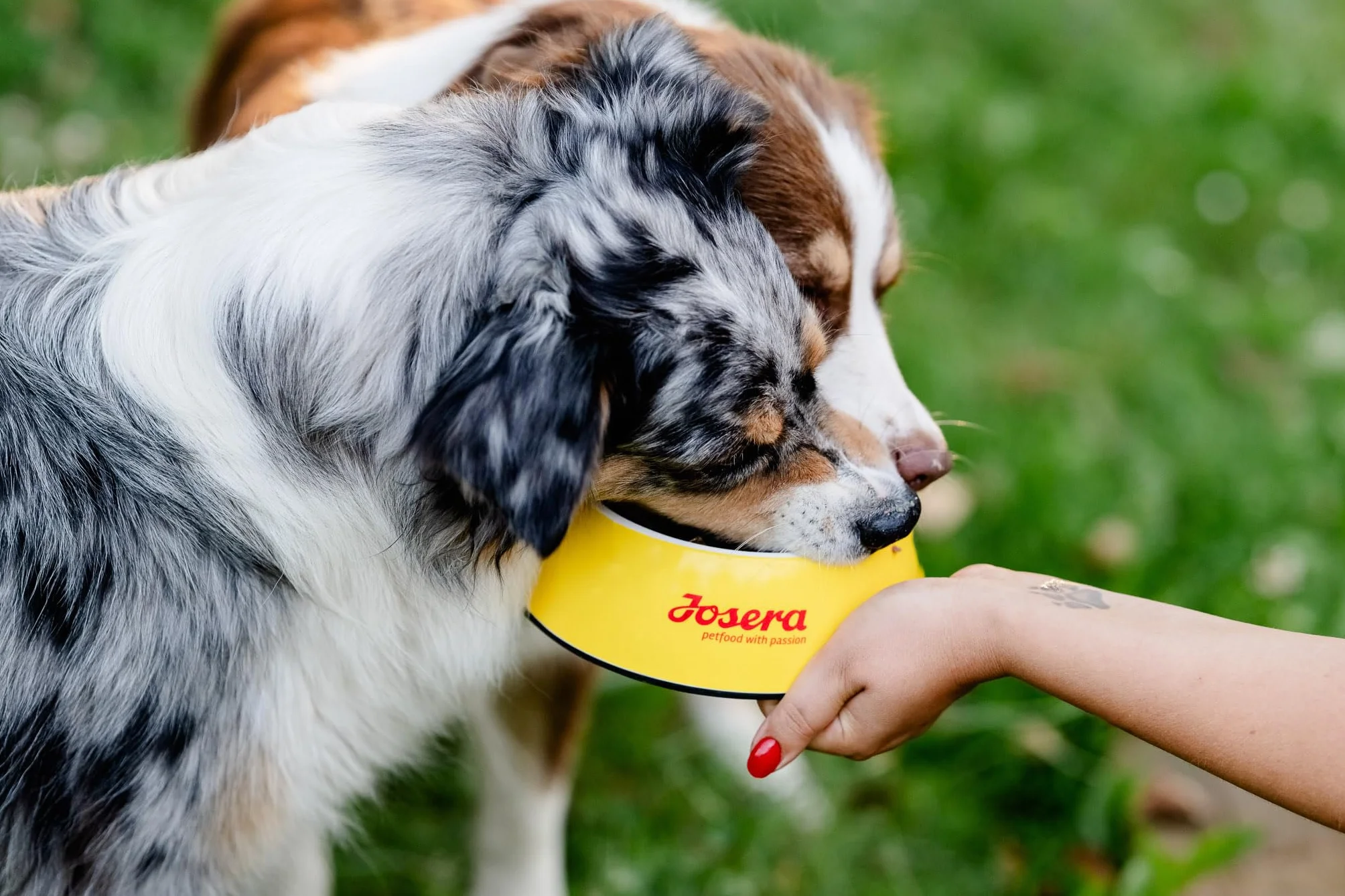 JOSERA Junior YoungStar karma dla kurczaków i ziemniaków (1 x 3 kg) | sucha karma premium dla rosnących psów | karma dla średnich i dużych ras dla optymalnego zaopatrzenia | bez zboża | 1 szt. w