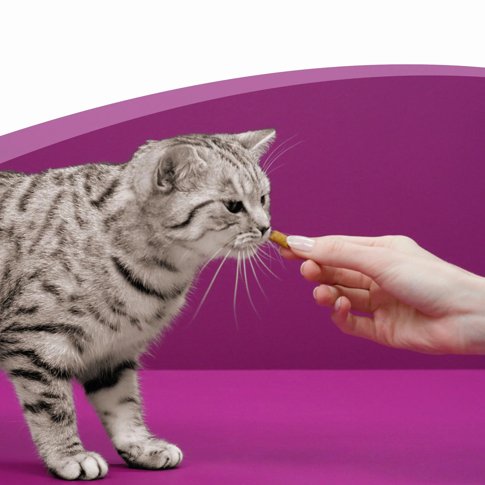 Whiskas Anti-Hairball z kurczakiem 6 x 50 g