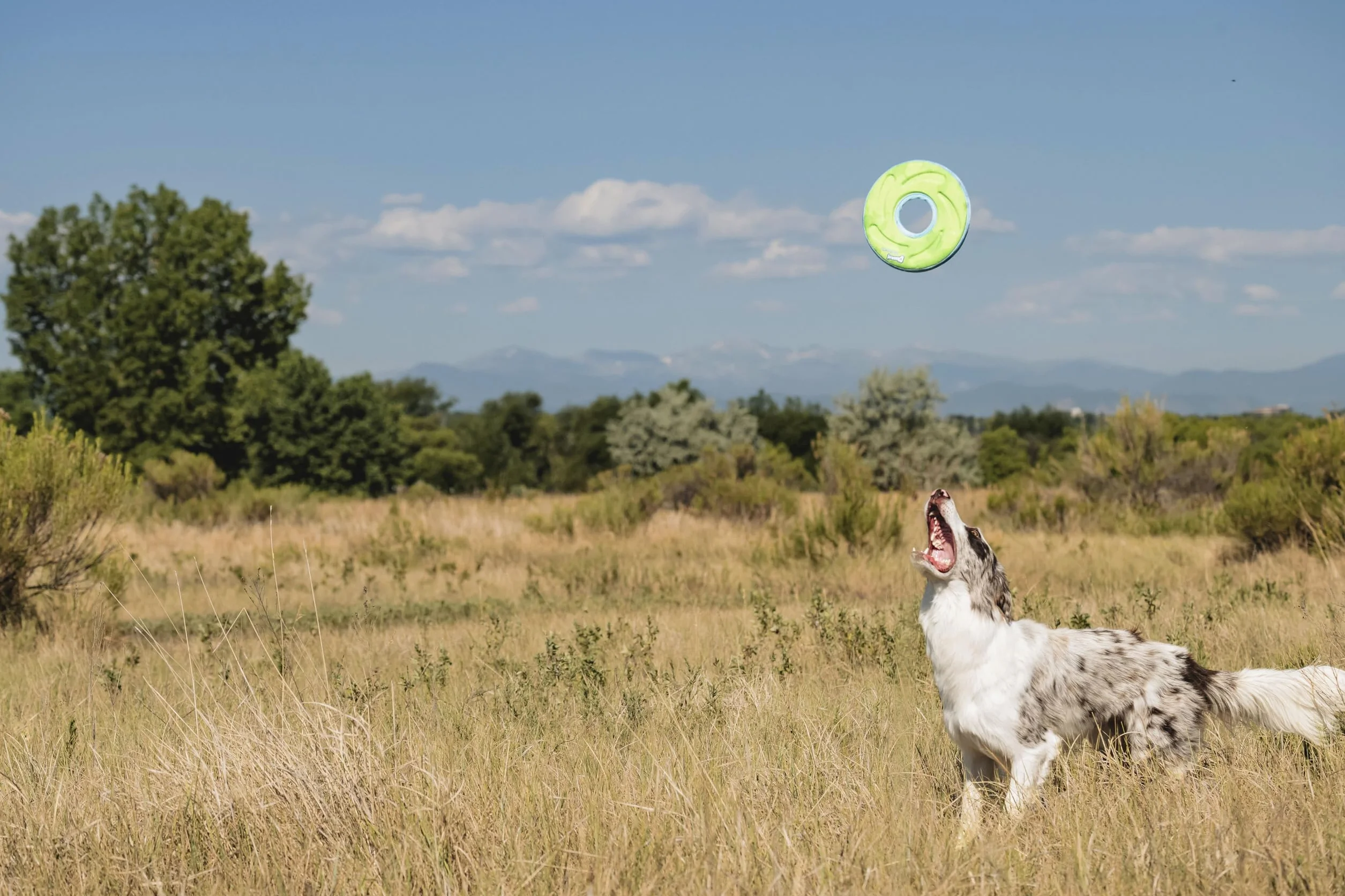 Chuckit! Zipflight Frisbee Dla Psa - Pływająca, Trwała, Latająca Zabawka Do Rzucania, Średnia