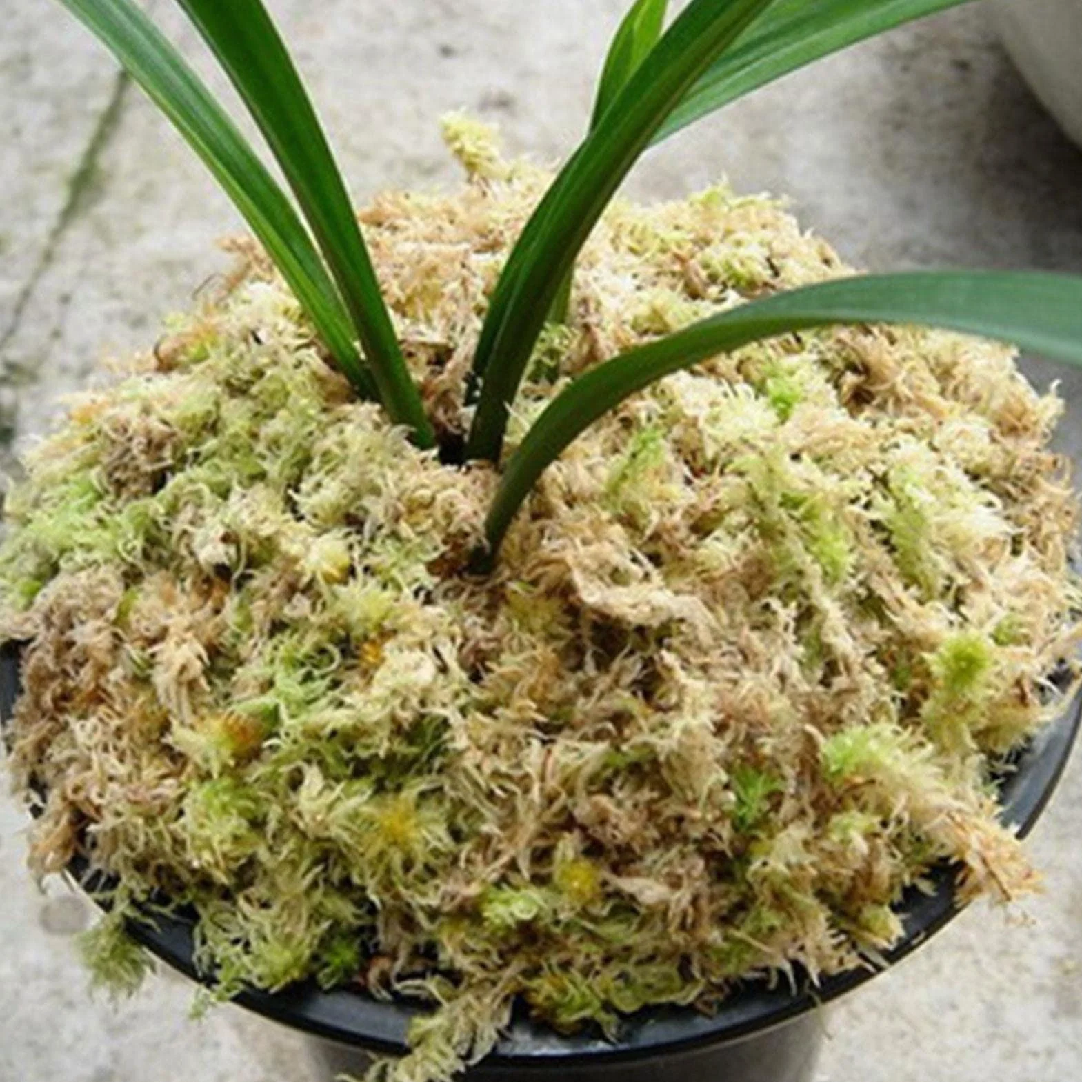 Naturalny mech torfowiec, suszony mech torfowiec - Naturalne storczyki Suszony torfowiec,Soczysty mech do przesadzania, dekoracja terrarium, kwiaty doniczkowe torfowiec do majsterkowania Eubeisaqi