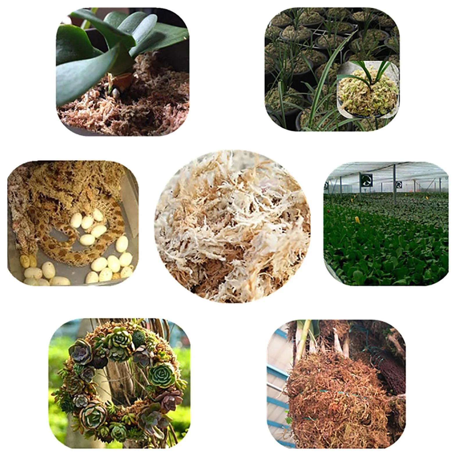 Naturalny mech torfowiec, suszony mech torfowiec - Naturalne storczyki Suszony torfowiec,Soczysty mech do przesadzania, dekoracja terrarium, kwiaty doniczkowe torfowiec do majsterkowania Eubeisaqi