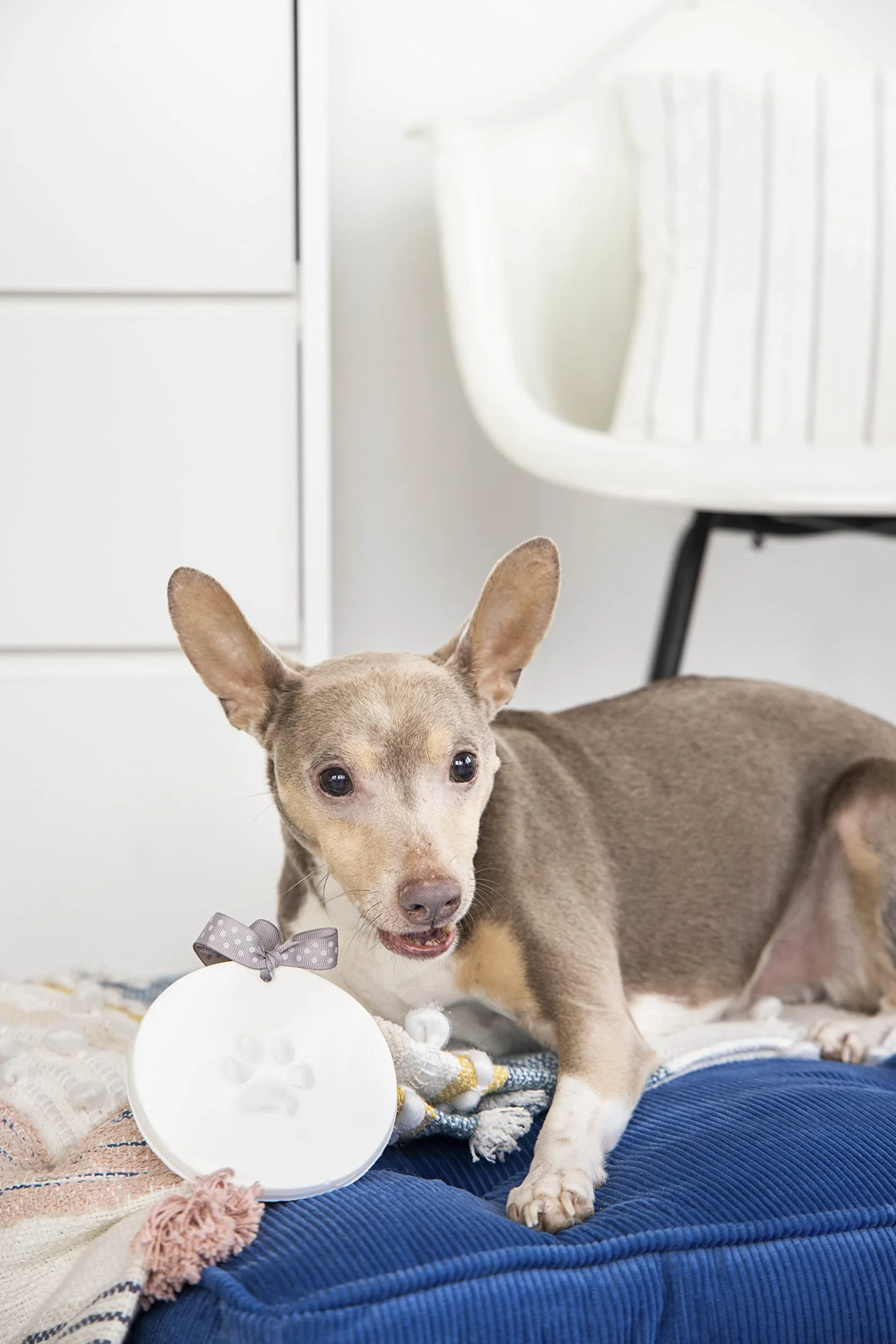 Pearhead Pet Paw Prints pies lub kot łapa nadruk pamiątka ozdoba, kreatywna pamiątka przez cały rok, doskonała dla każdego miłośnika zwierząt domowych lub właściciela zwierząt domowych